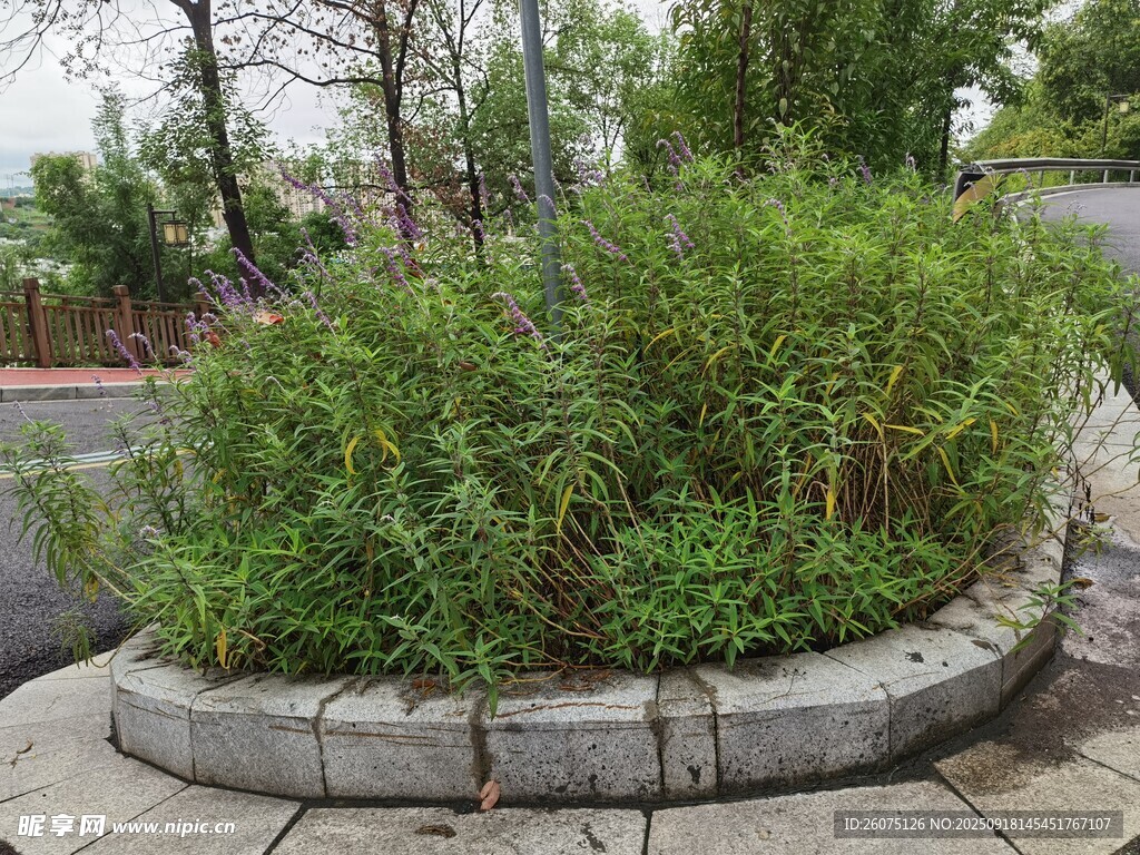 圓形花壇綠植景觀
