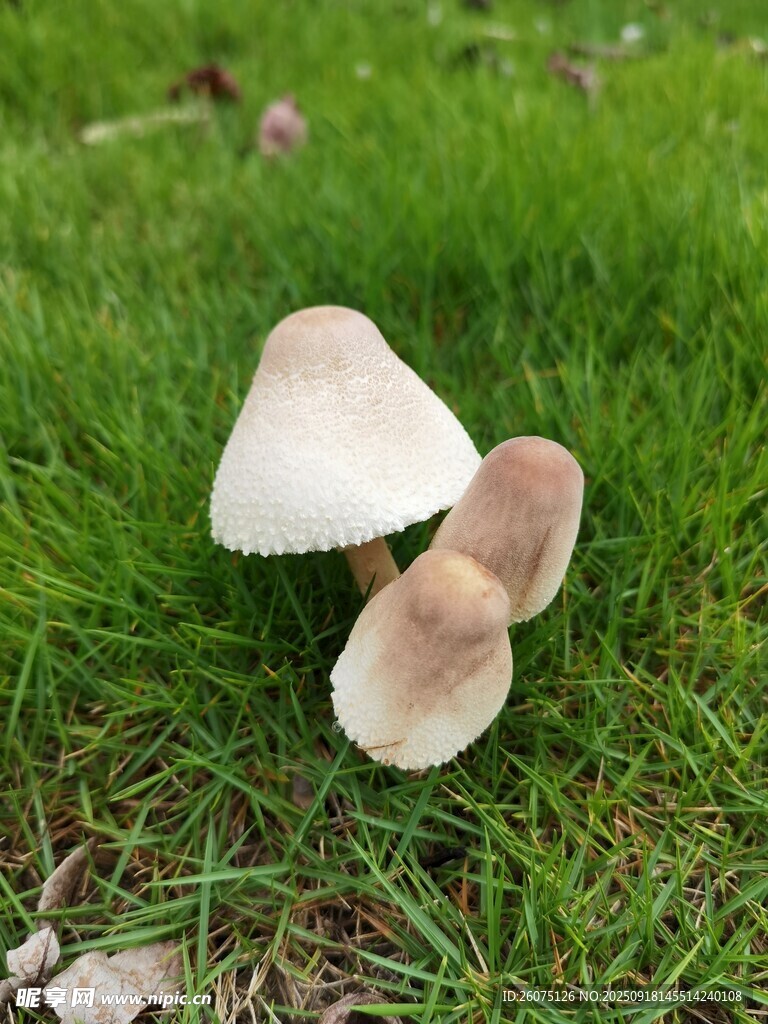 草地上的白色蘑菇