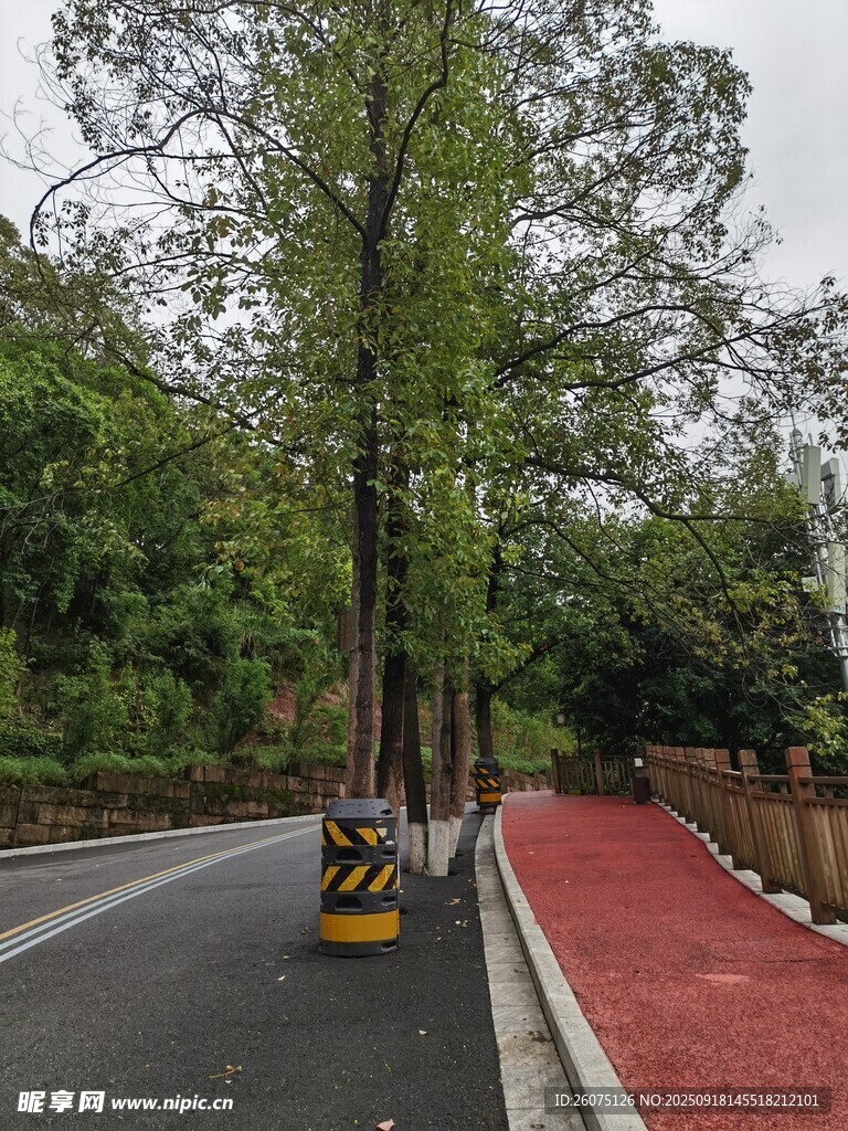 林蔭旁的多彩道路
