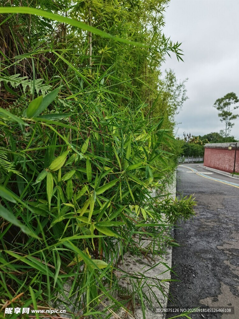 路邊蔥郁綠植景觀