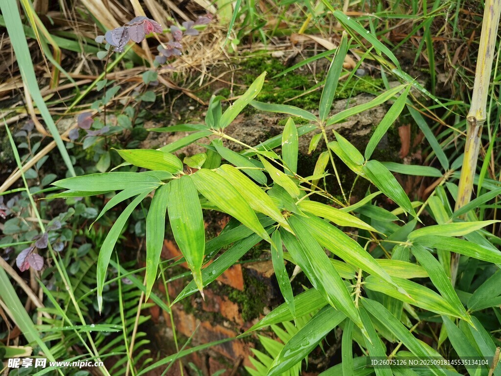 野外嫩綠蕨類植物景象