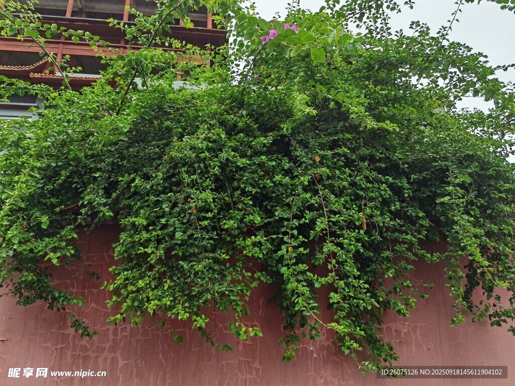 爬滿綠植的紅墻一角