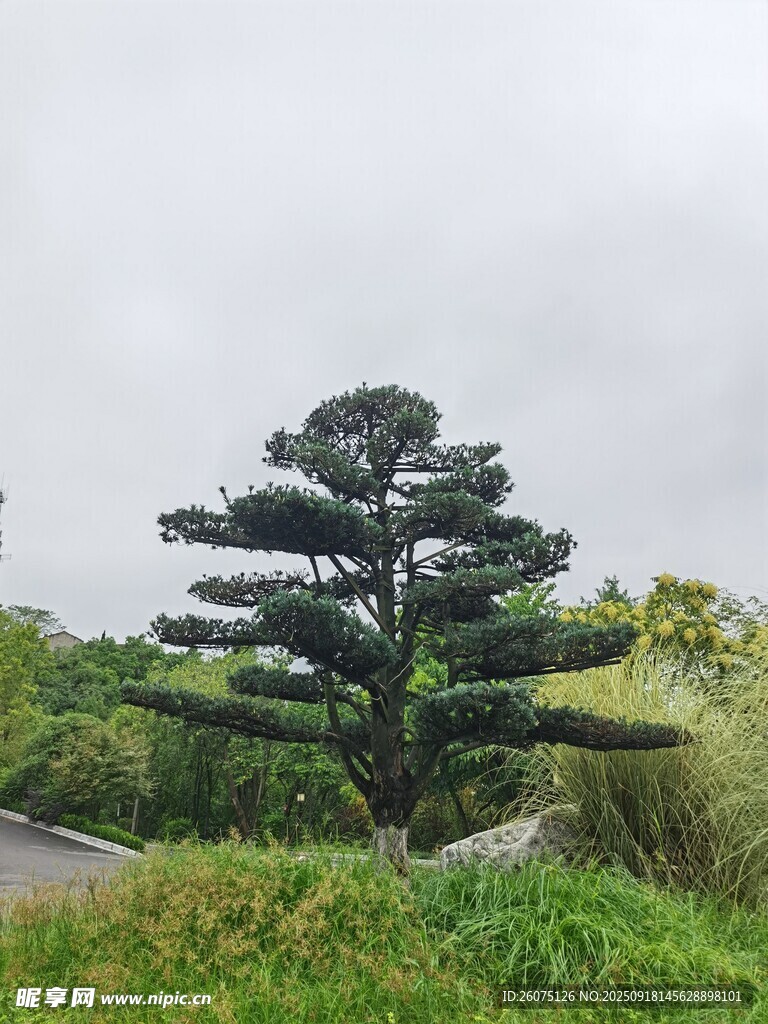 挺拔松樹屹立于綠野
