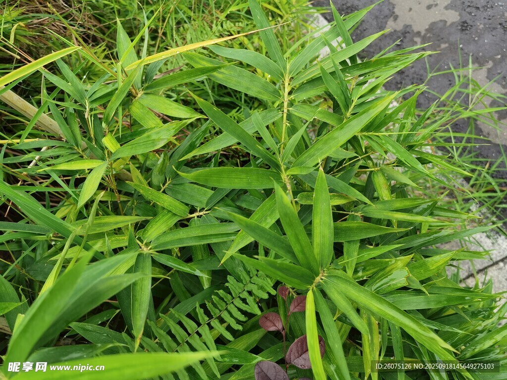 翠綠蓬勃的叢生植物