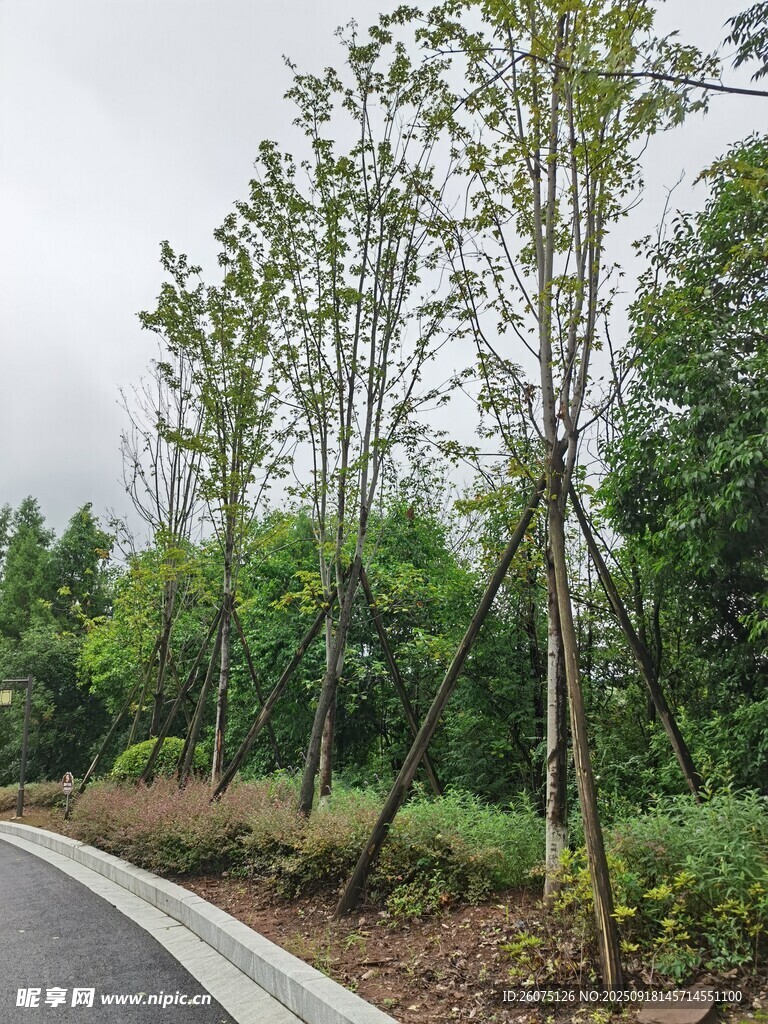 林間公路旁的綠樹(shù)景觀