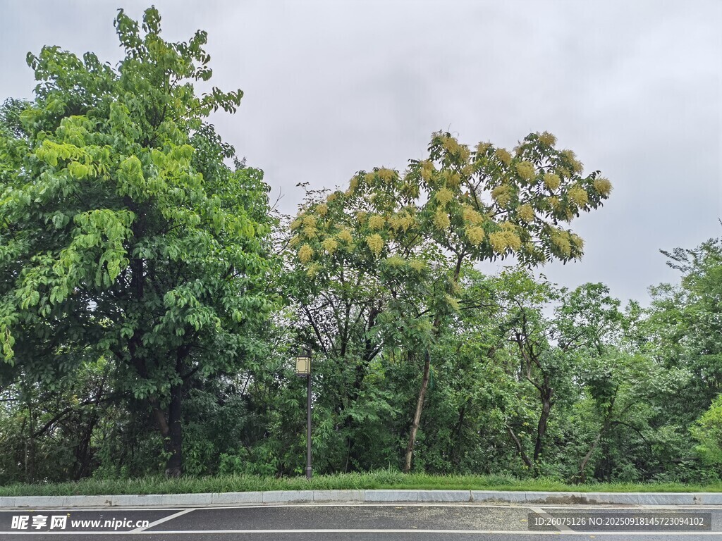 路邊蔥郁樹林景觀