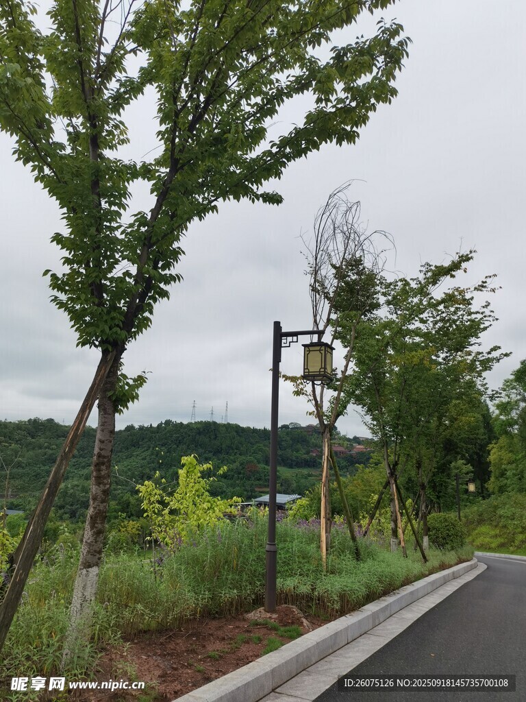 路邊綠樹(shù)與路燈的自然景致