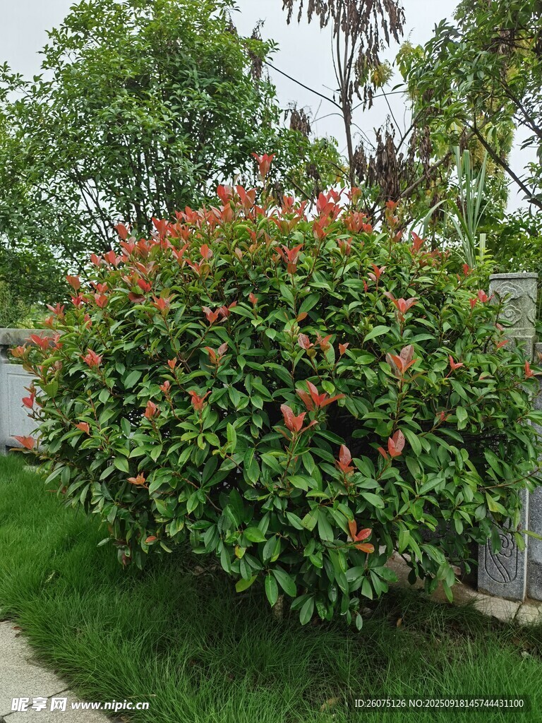 綠葉紅花灌木景觀