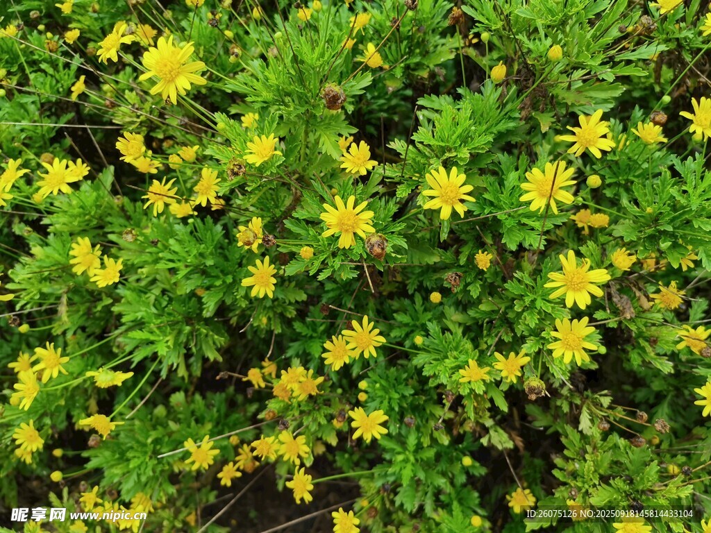 金黃燦爛的小黃花植物
