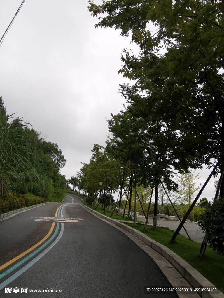 雨中靜謐的林蔭公路