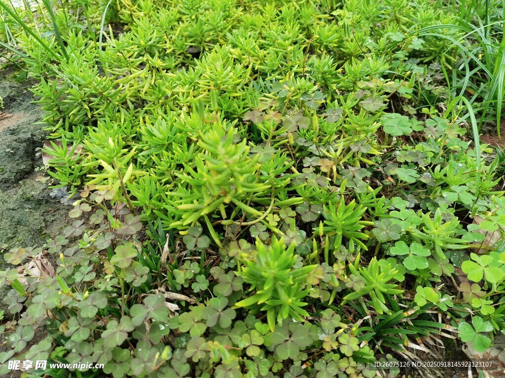嫩綠叢生植物特寫