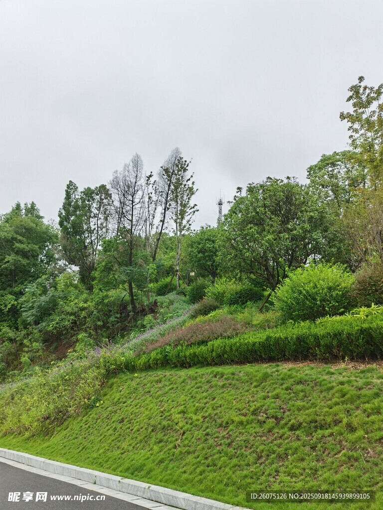 路邊綠意盎然的山坡景色