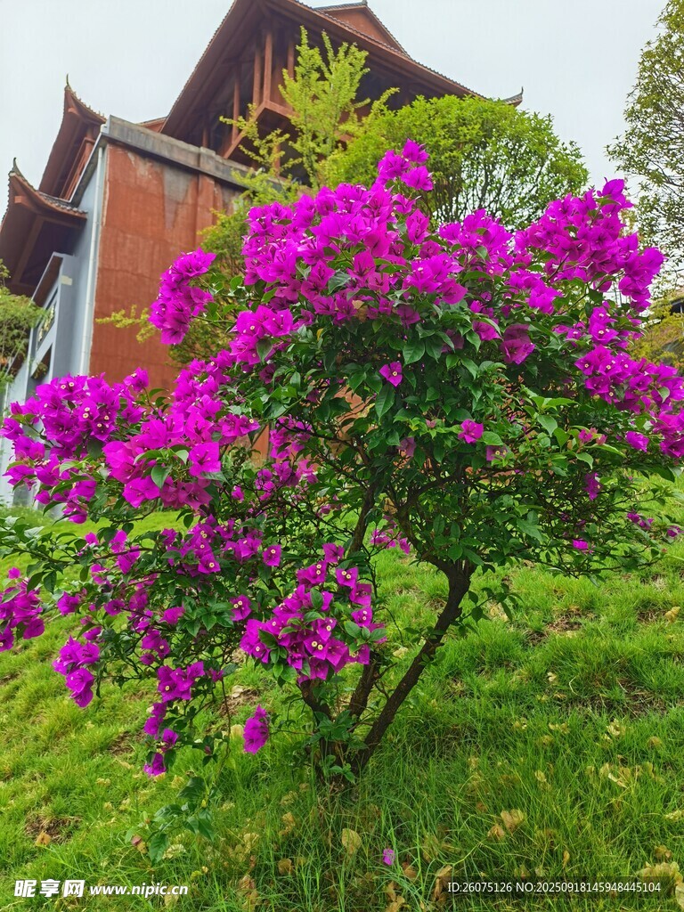 庭院旁盛開(kāi)的艷麗紫花