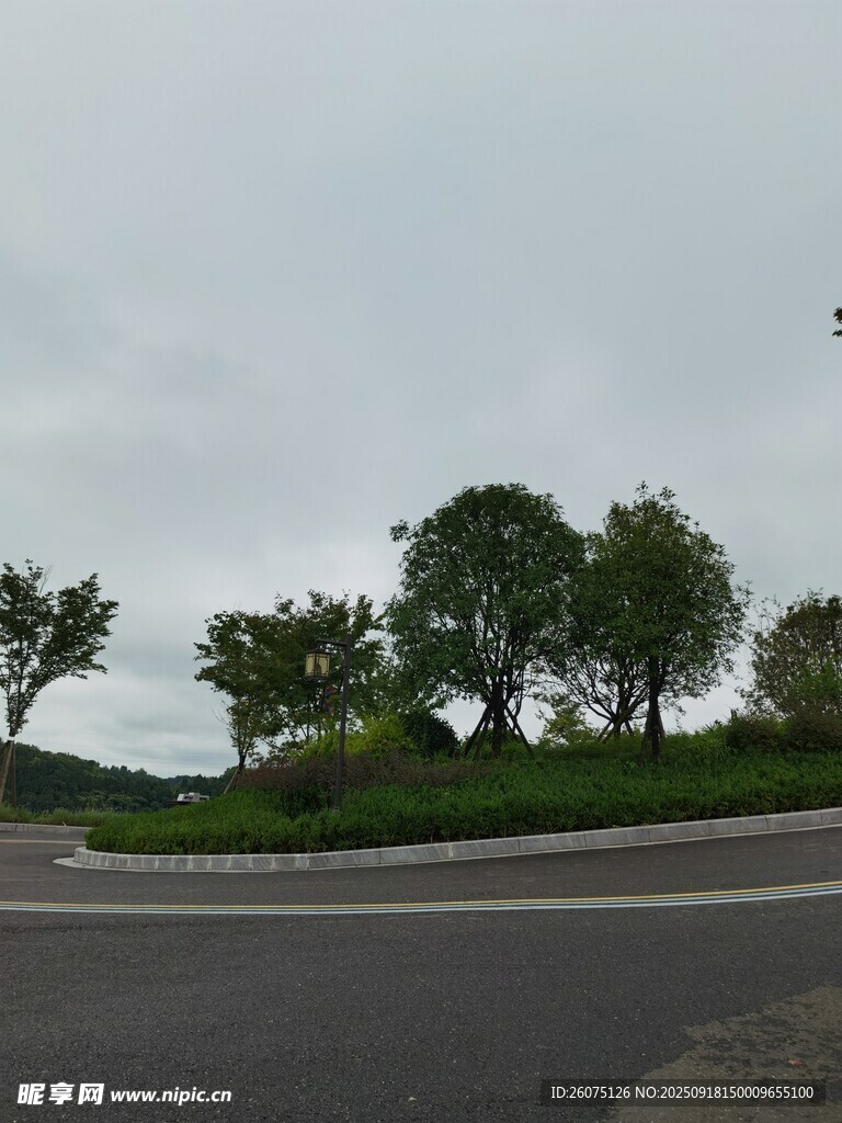 道路旁綠意盎然的樹木