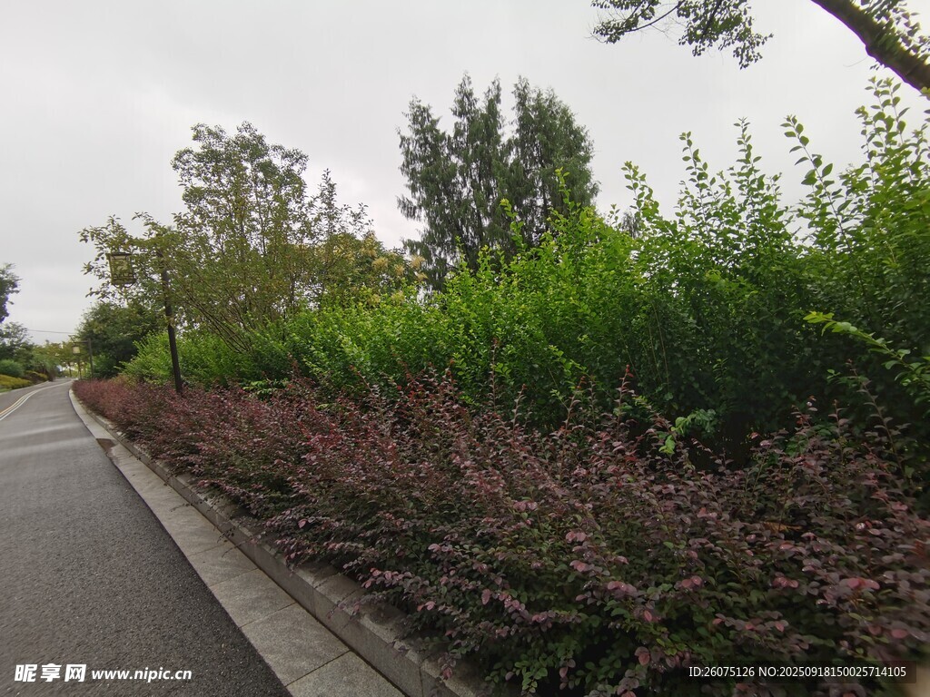 路邊綠植景觀