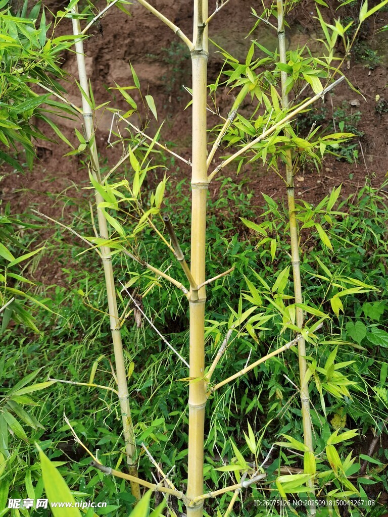 嫩綠植物枝干特寫
