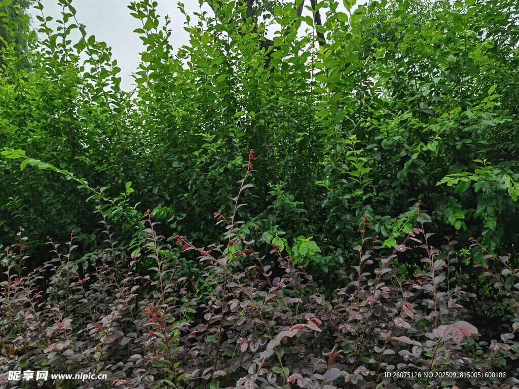 綠意盎然的植物生長場景