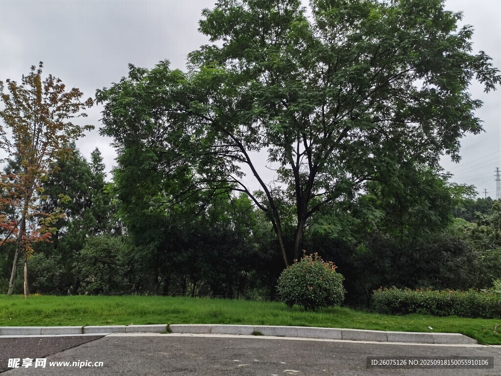 路邊蔥郁綠樹與草地景觀