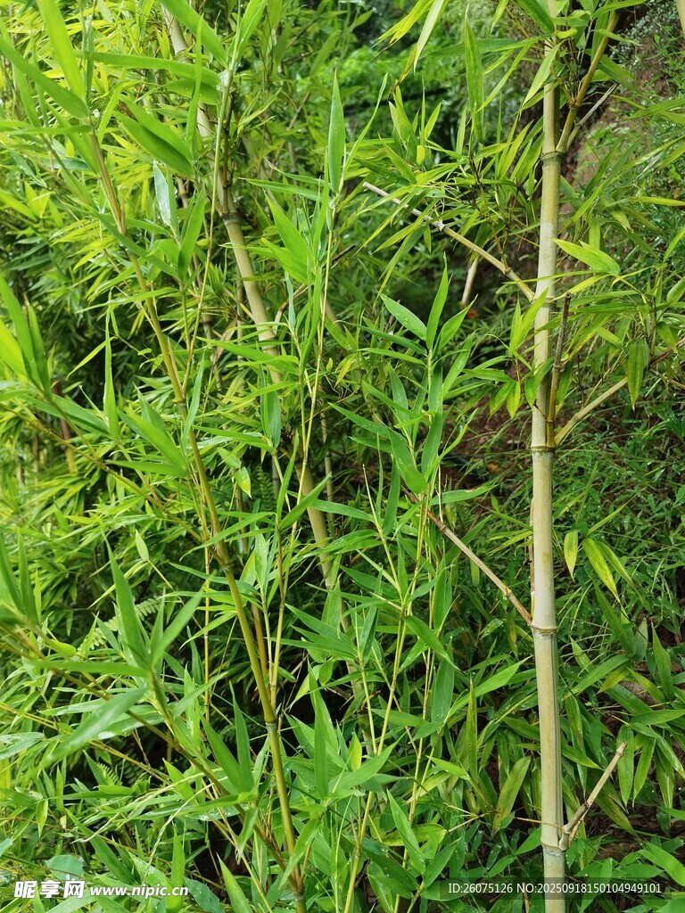 野外嫩綠植物與細(xì)長(zhǎng)枝干