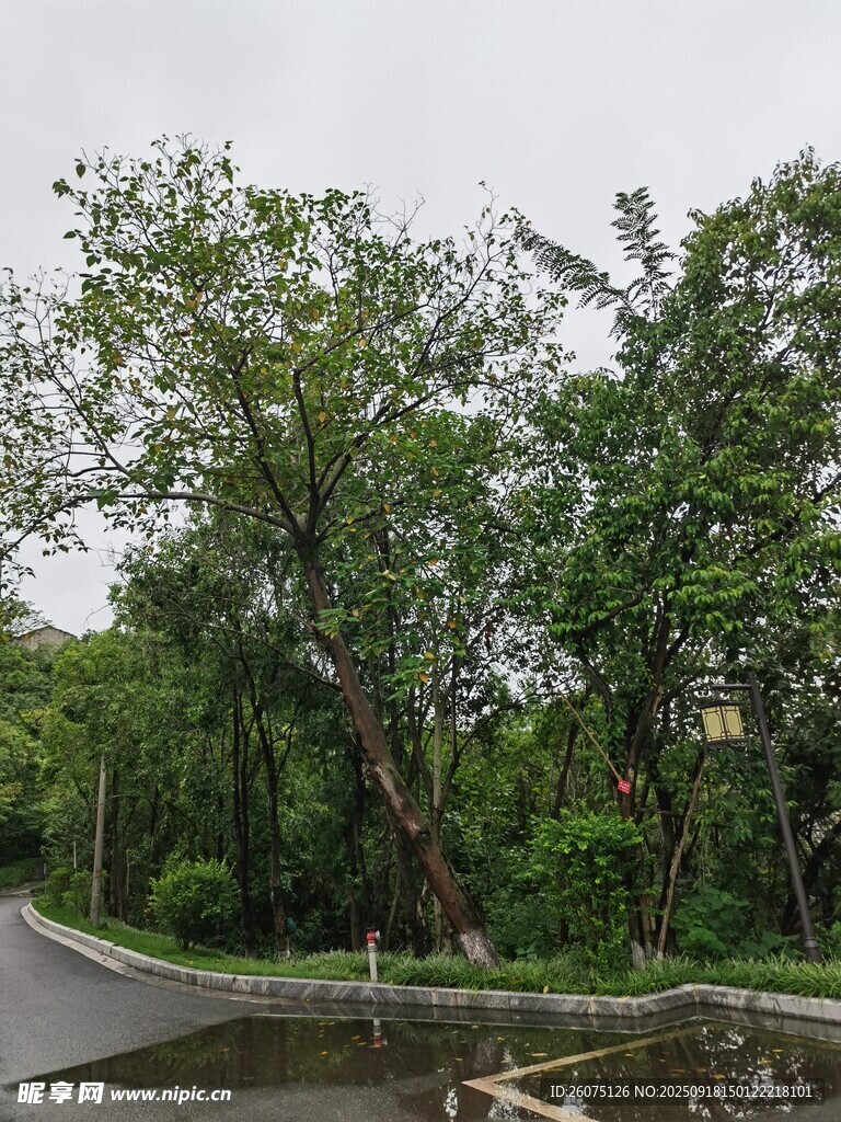 路邊蔥郁樹木景觀