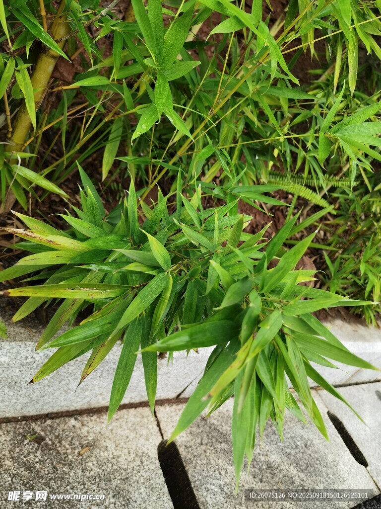 翠綠竹葉生機(jī)盎然