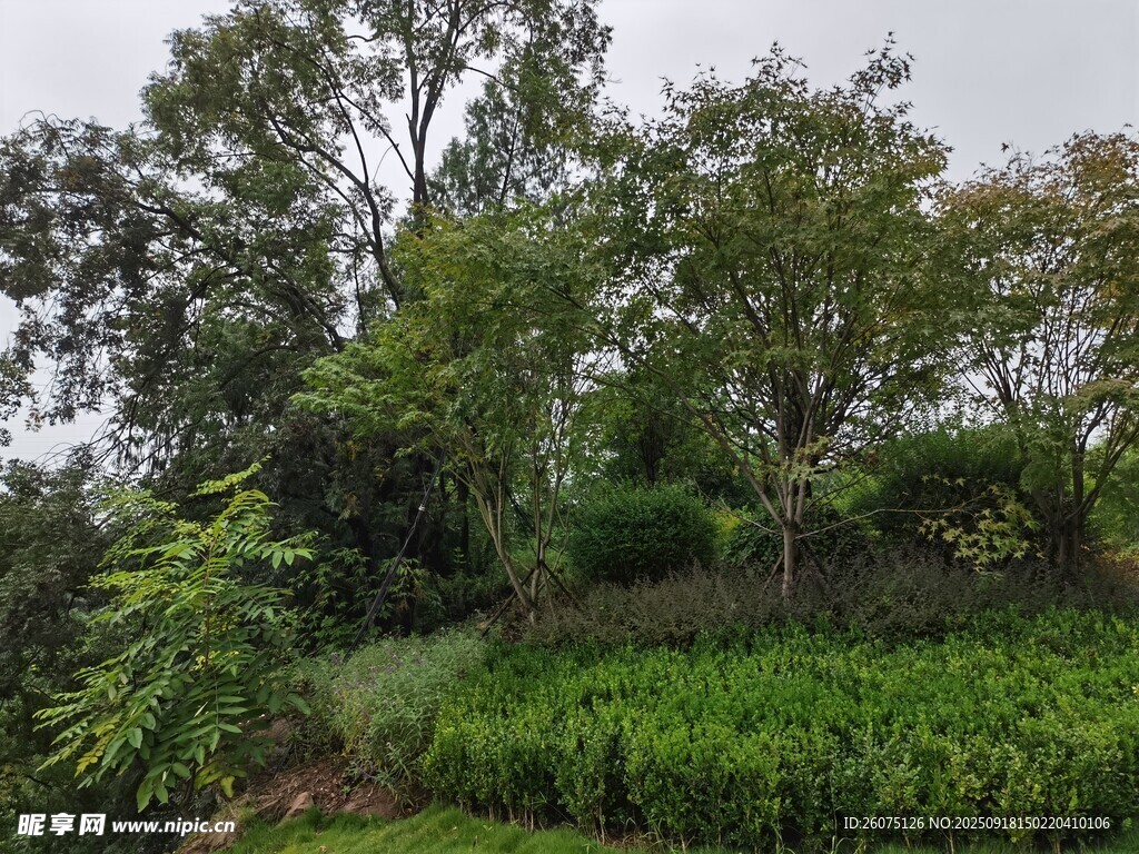 綠意盎然的山林茶園景觀