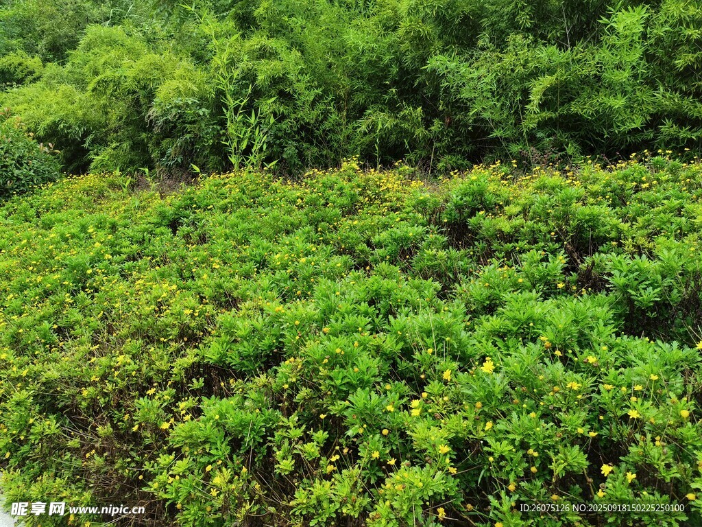 綠意盎然的繁茂植物景觀