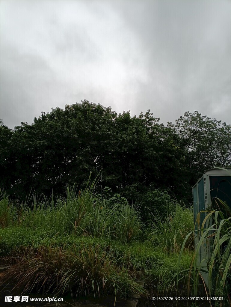 陰天中的綠植與小屋