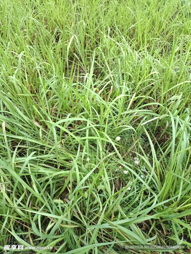 嫩綠繁茂的草地