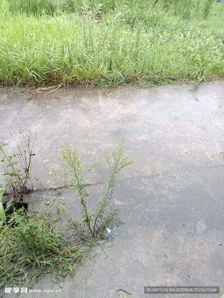 積水路面旁的綠色植物
