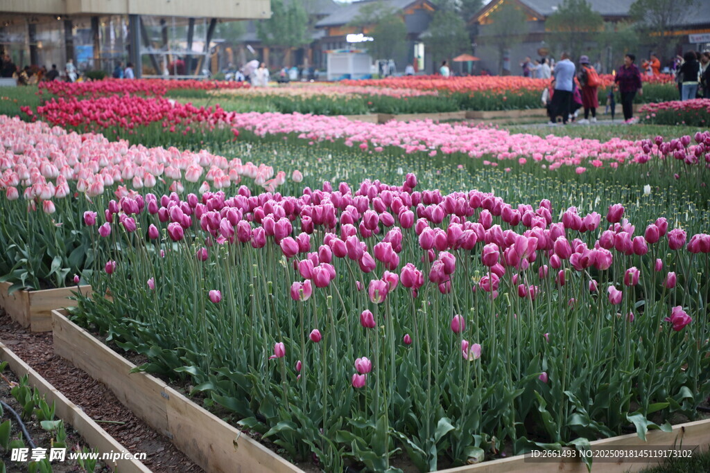 郁金香花海景觀