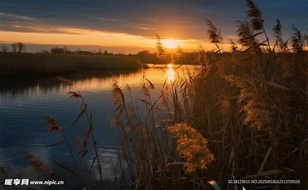 夕陽(yáng)下靜謐的湖畔蘆葦景