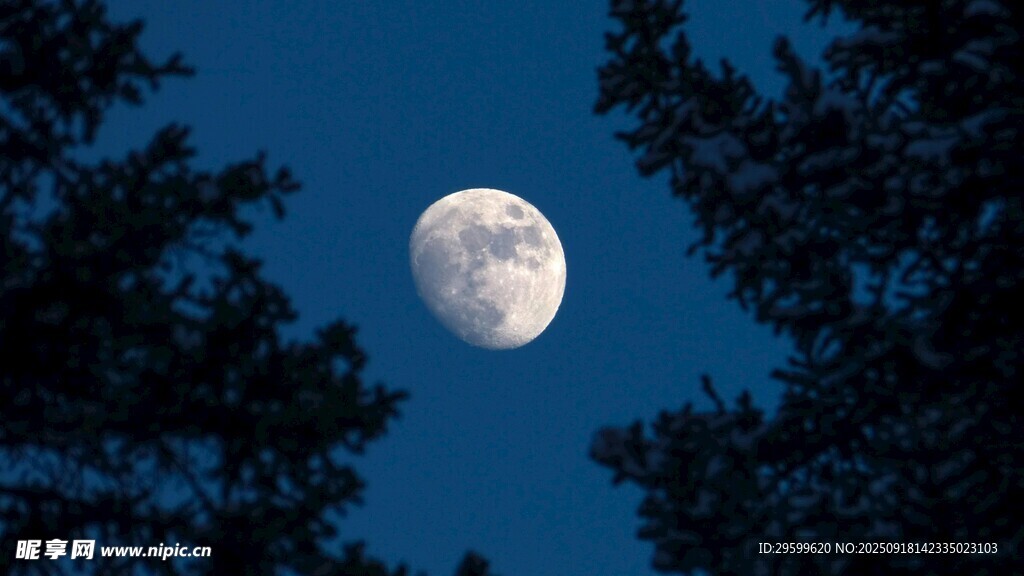 月下樹梢夜景
