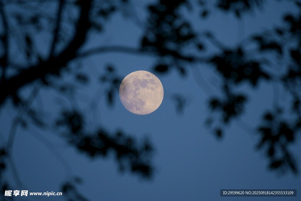 夜空中的明月與樹枝