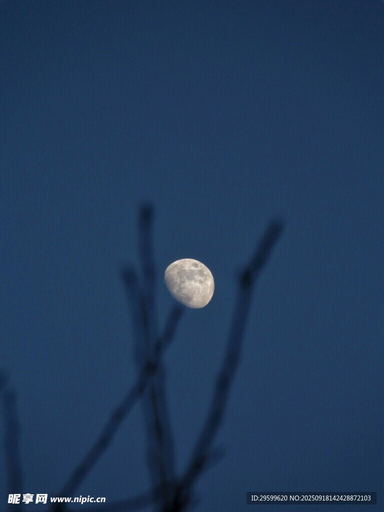 夜空下的明月與樹枝