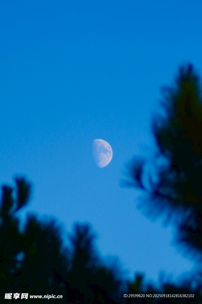 夜空下的彎月與樹木