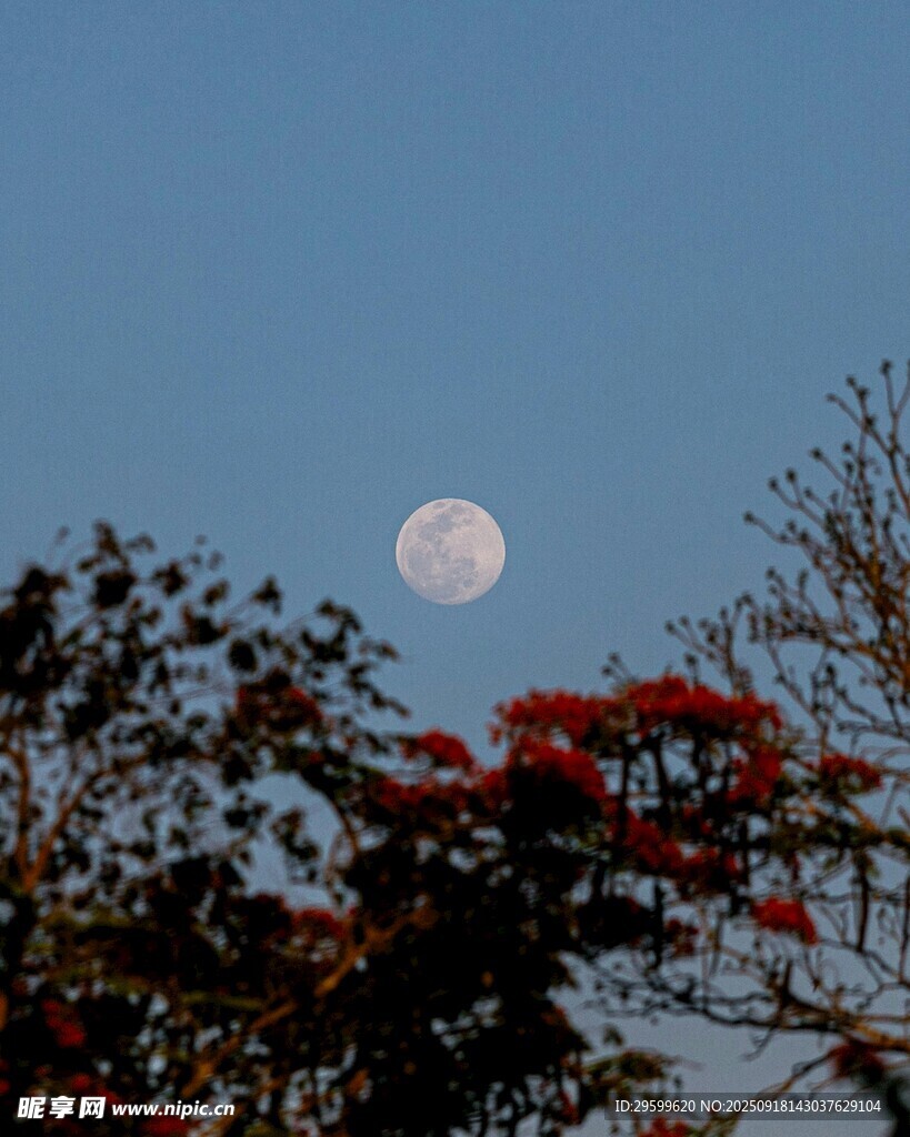 月下紅樹(shù)景