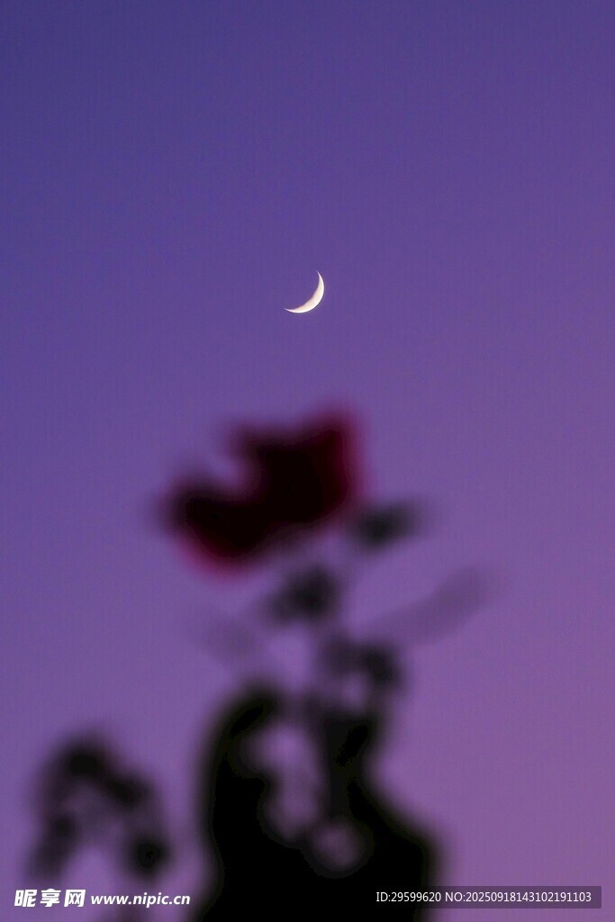 月夜下的紅玫瑰