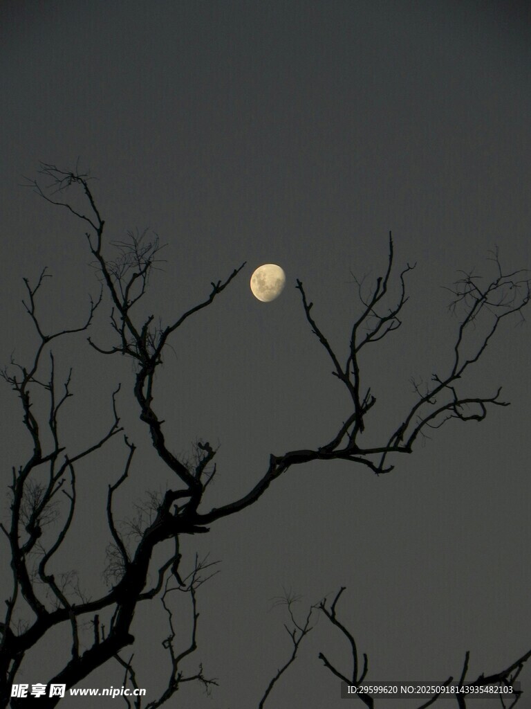 月夜枯樹剪影
