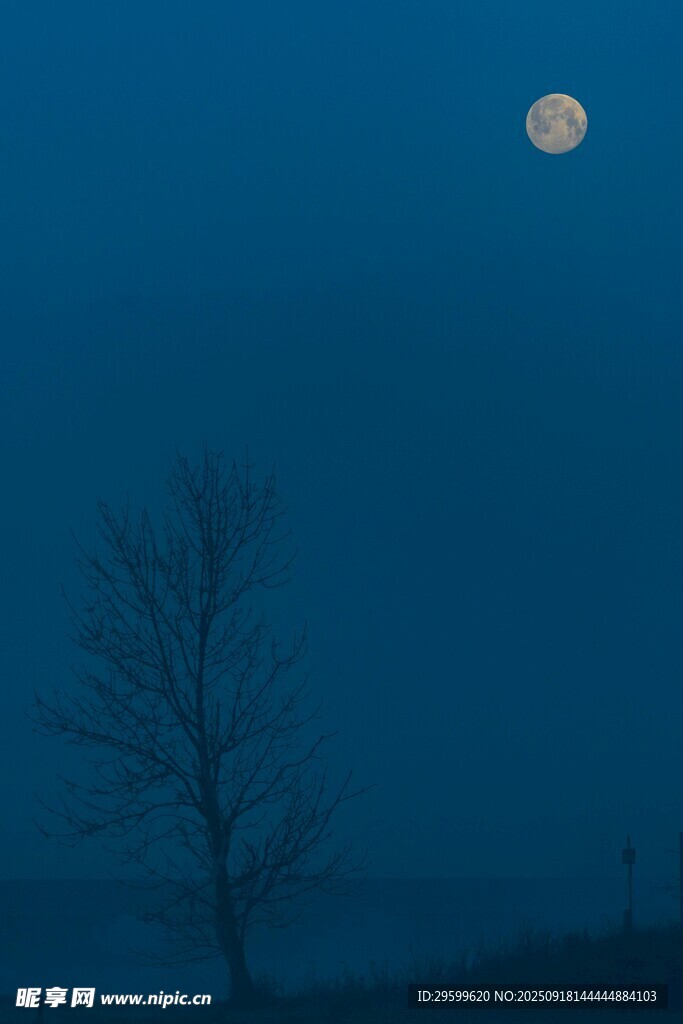 月夜孤樹(shù)