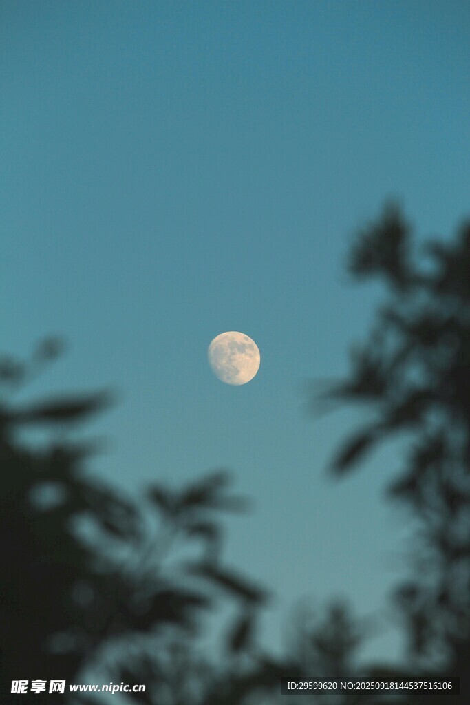 夜空下的明月與朦朧樹(shù)影
