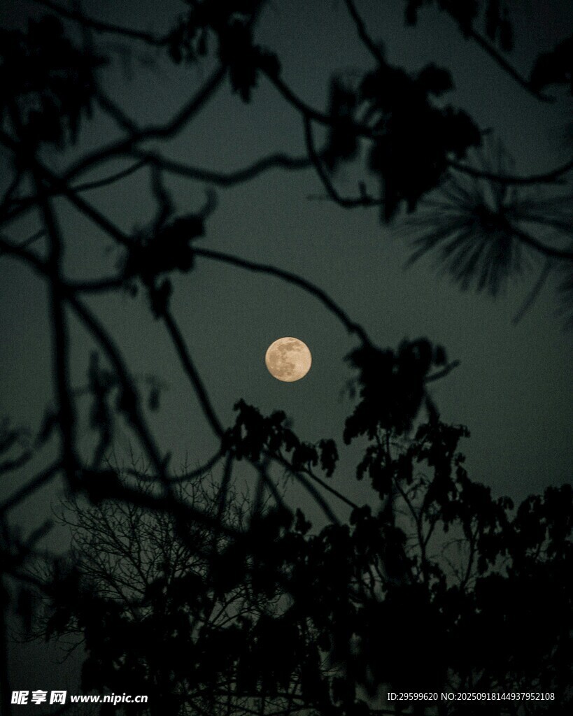 月夜下的樹枝剪影