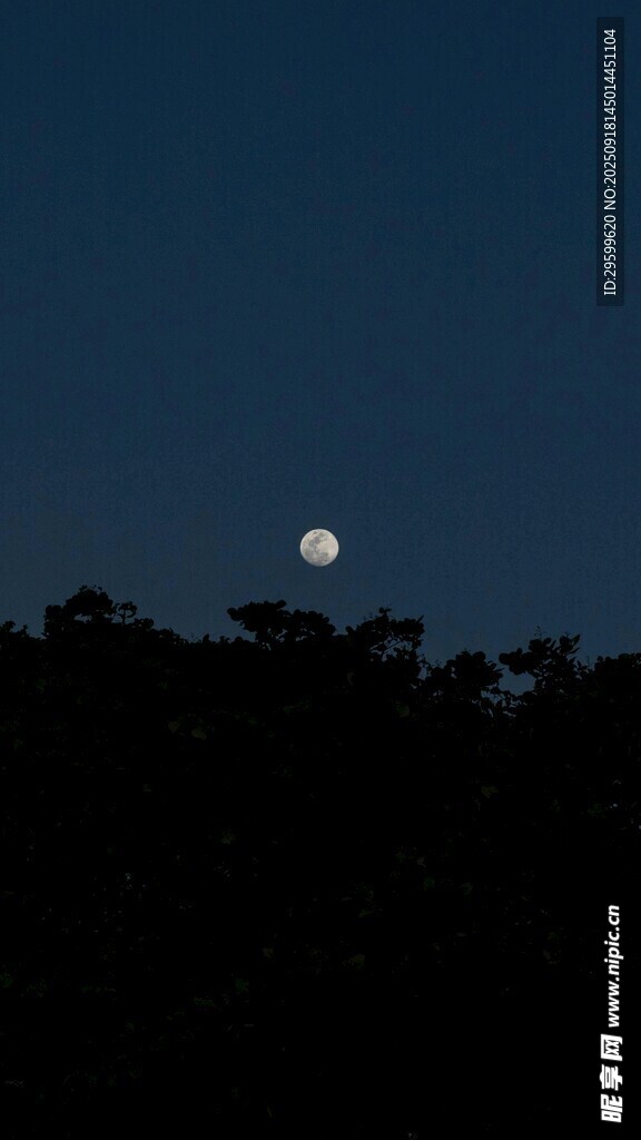 夜幕下的明月與樹(shù)梢