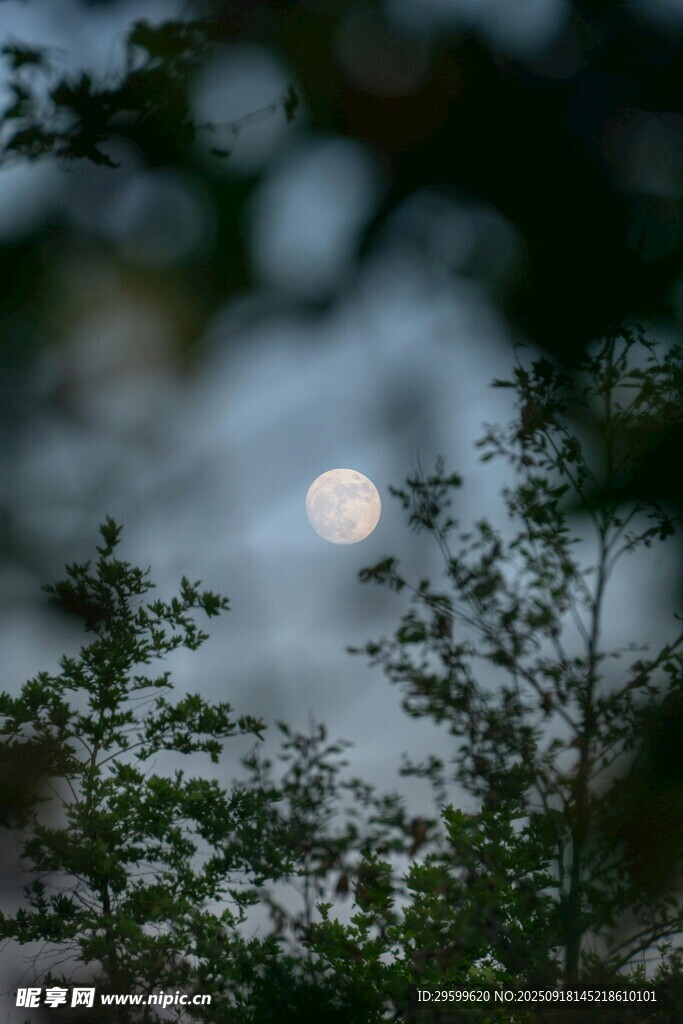 林間望月景