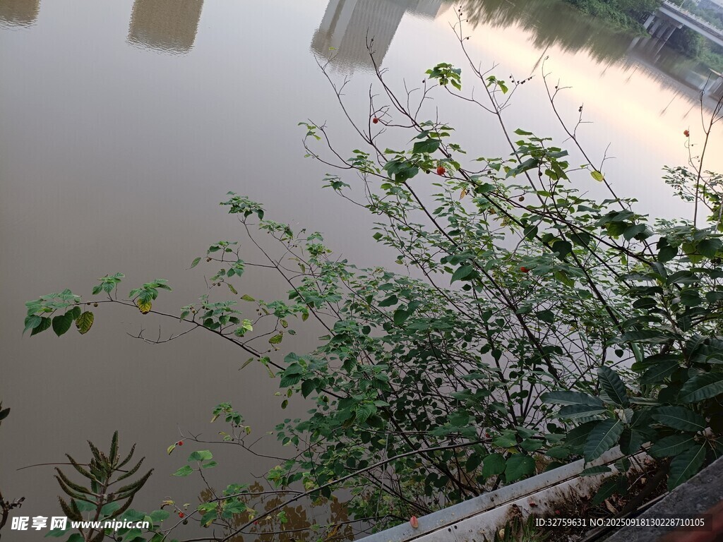 洪水淹沒區(qū)域的綠植景觀
