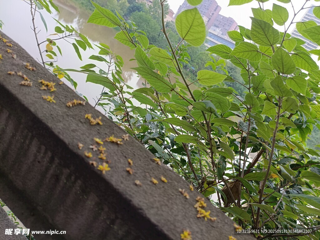墻邊綠植生機(jī)盎然