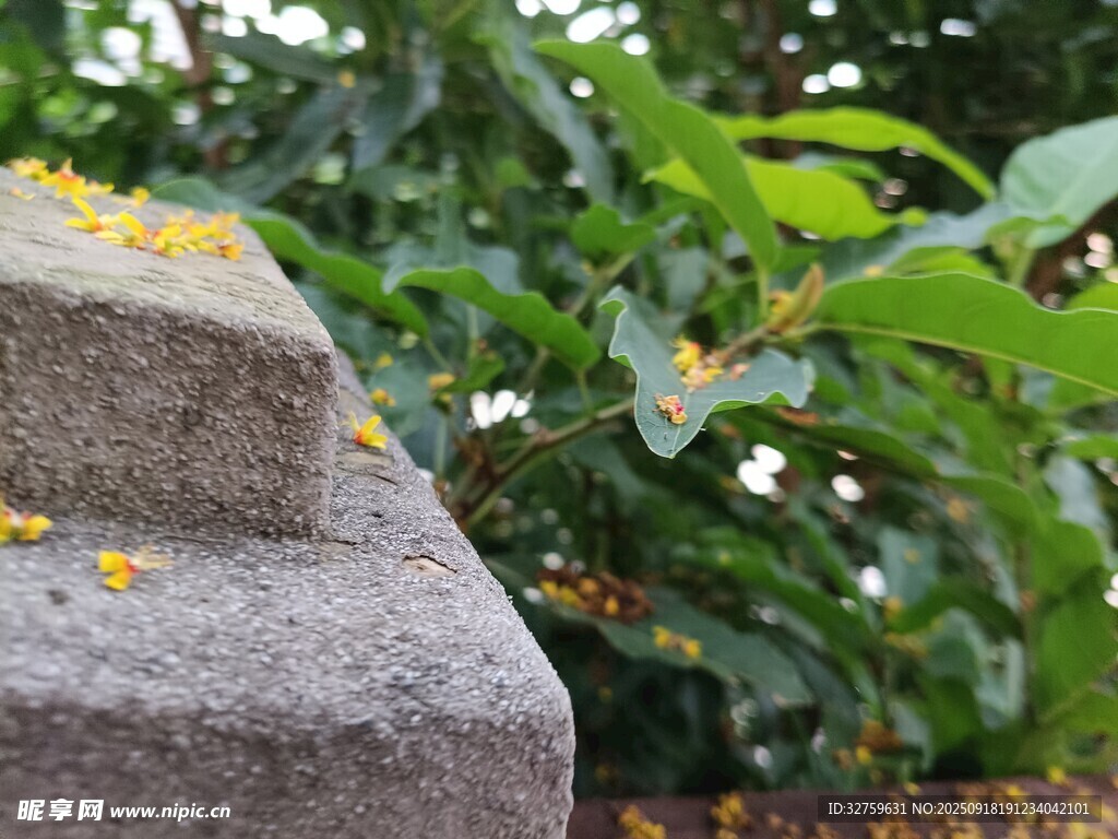 石上落花與綠葉相映
