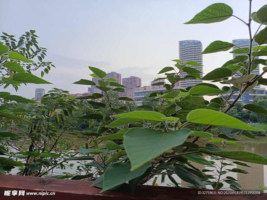 城市中的綠植景觀
