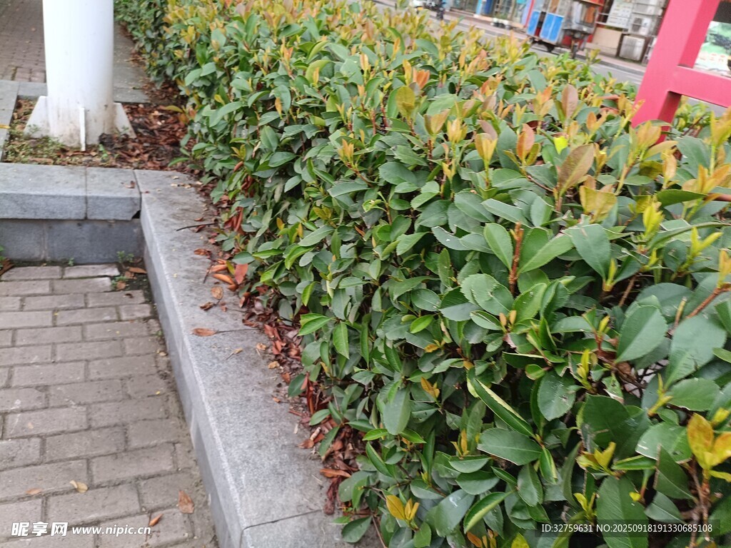 路邊繁茂綠植景觀