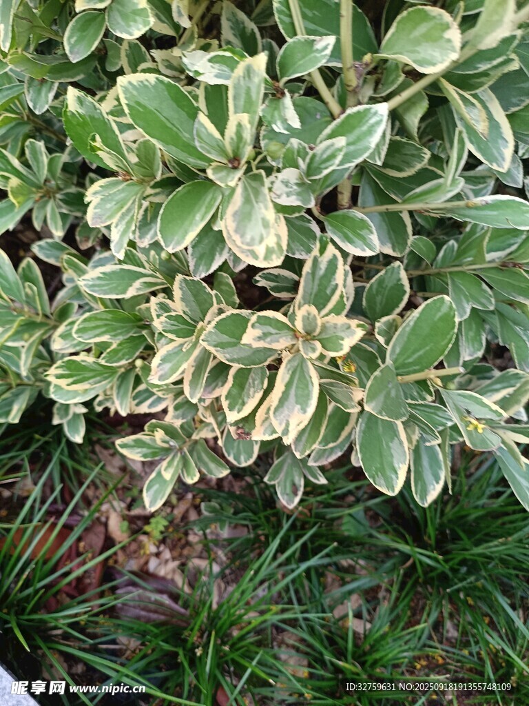 斑葉植物特寫